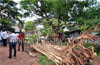 Giant tree uprooted at Kulshekara-Kalpane